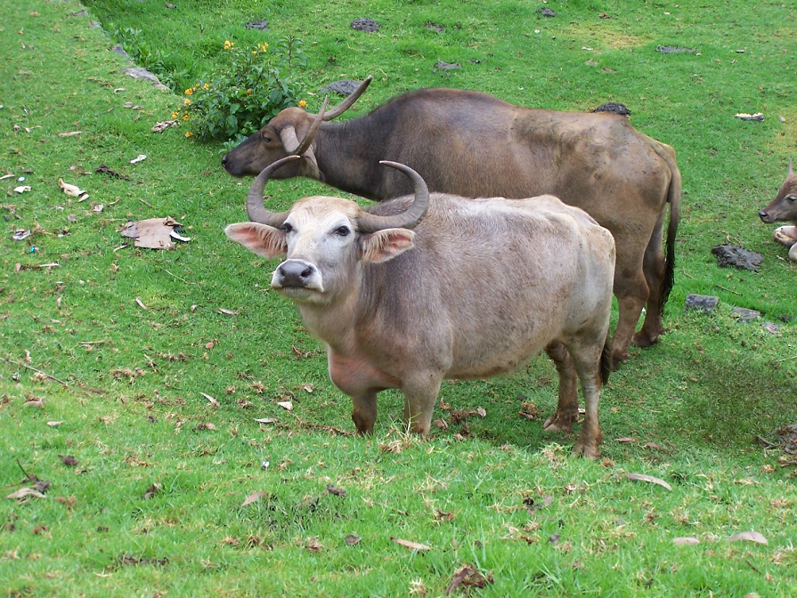 Tamil Nadu Breeds